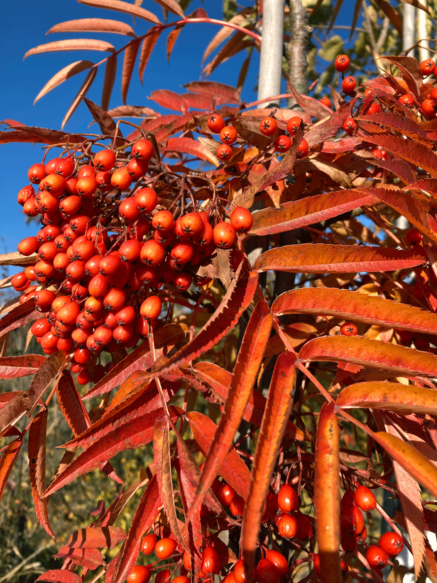 Sorbus Dodong - Mehlbeere