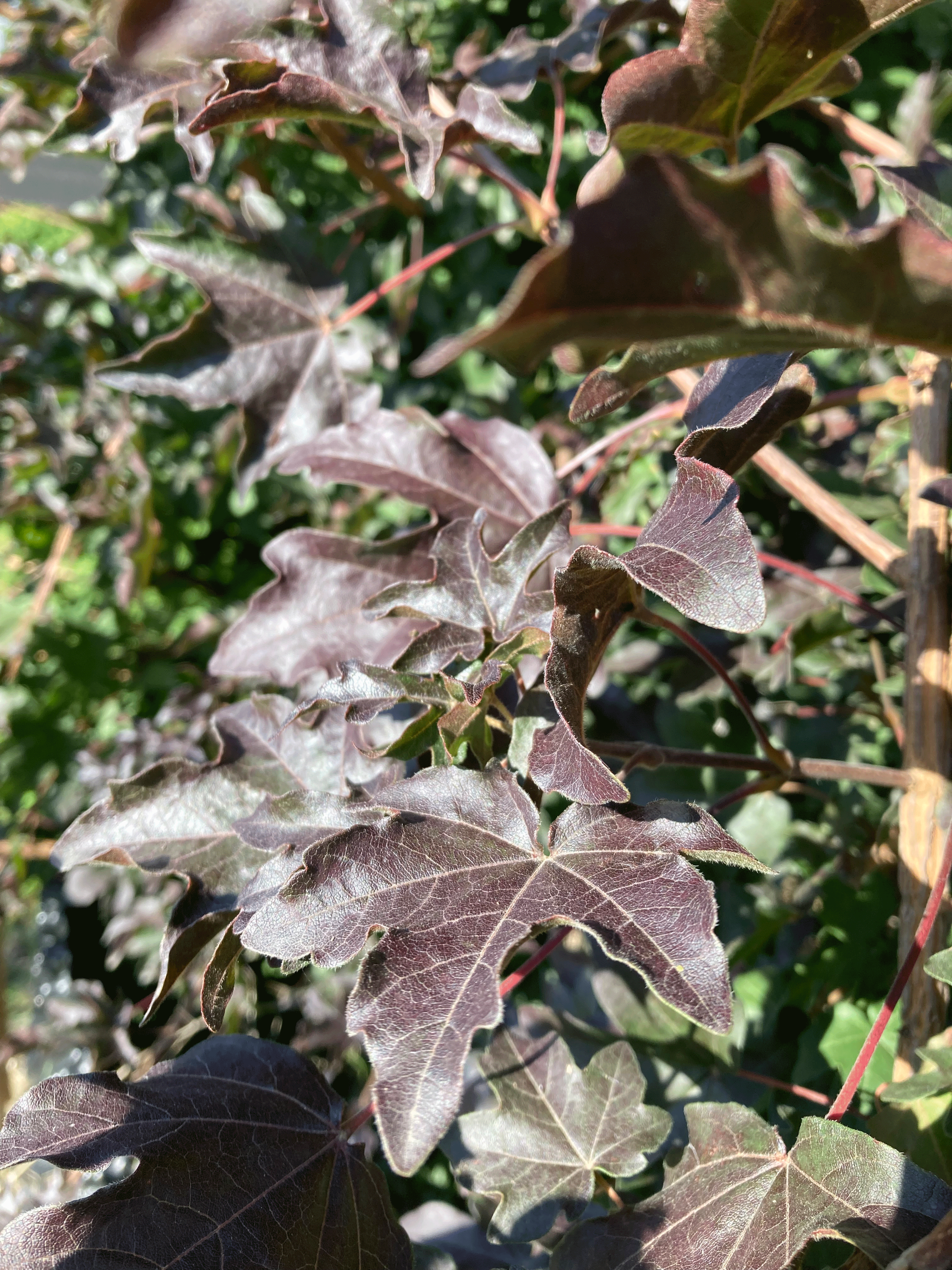 Acer-campestre-Barbarossa Laub