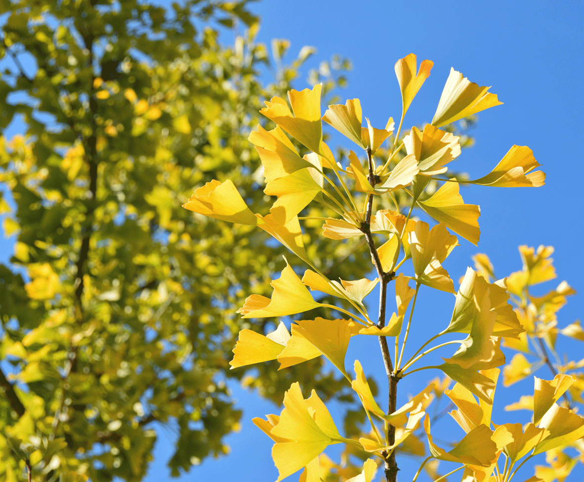 Ginkgo biloba - F&auml;cherblattbaum