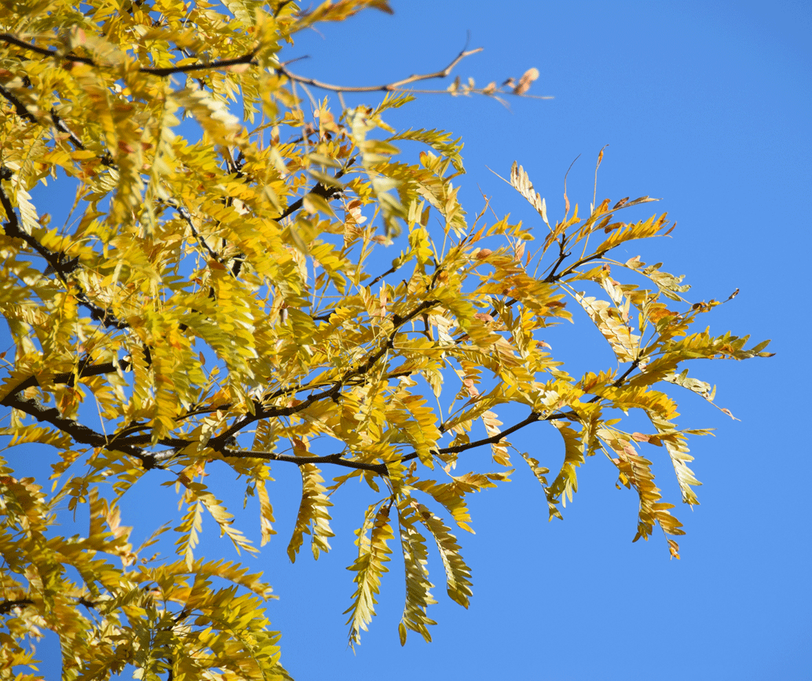 Gleditsia triacanthos - Lederh&uuml;lsenbaum