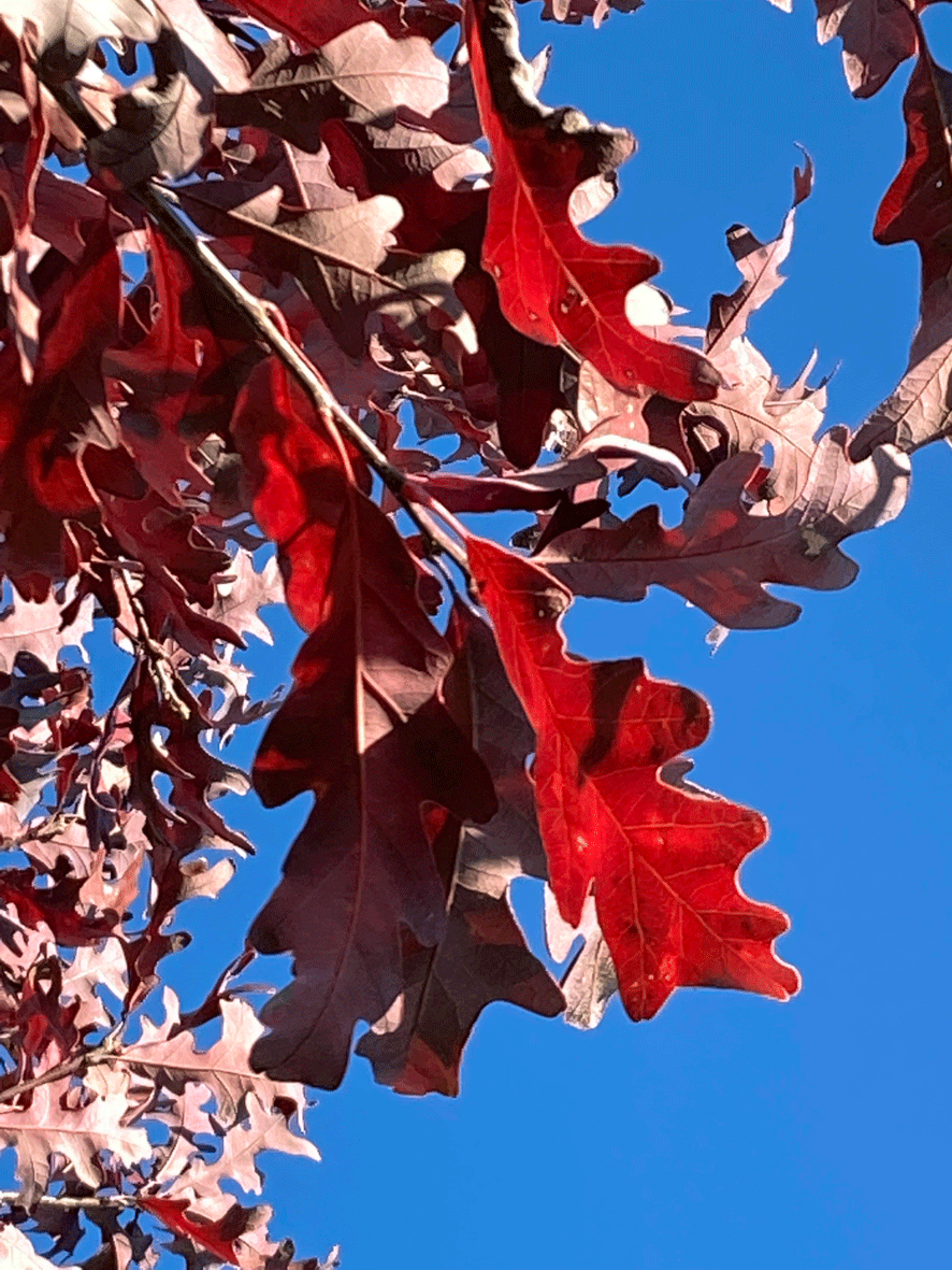 Quercus alba - Wei&szlig;-Eiche